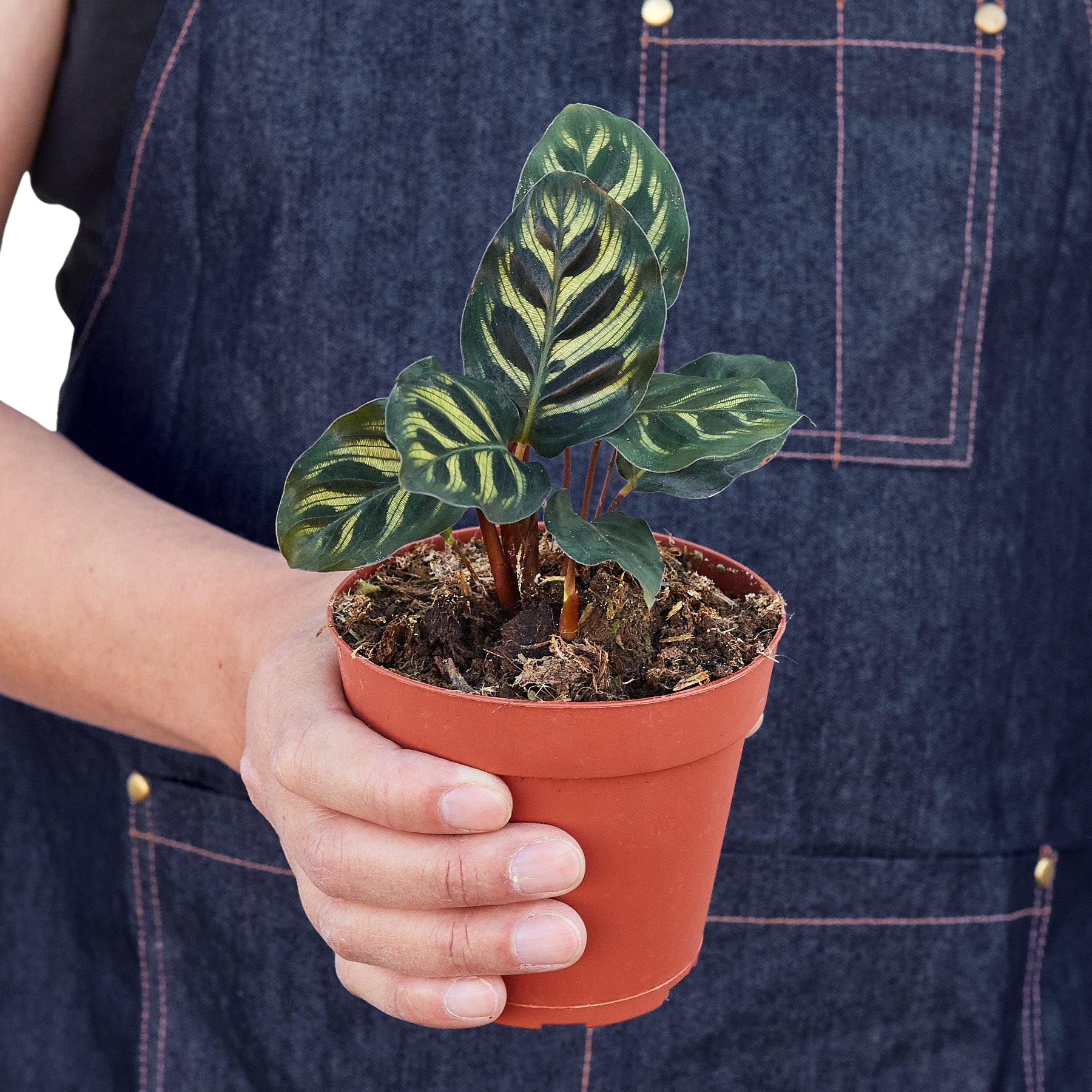 Calathea 'Makoyana'
