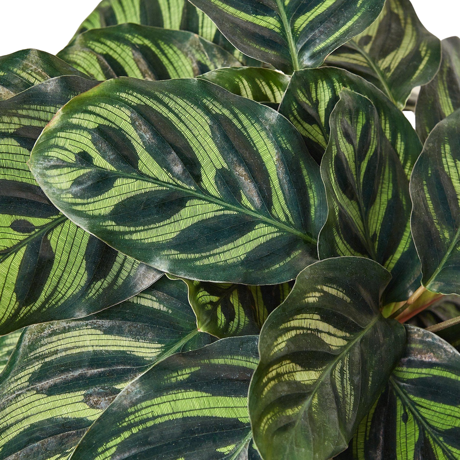 Calathea 'Makoyana'