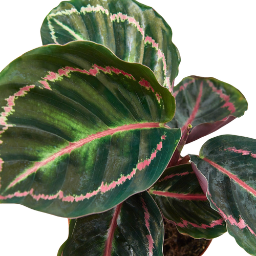Calathea 'Dottie'