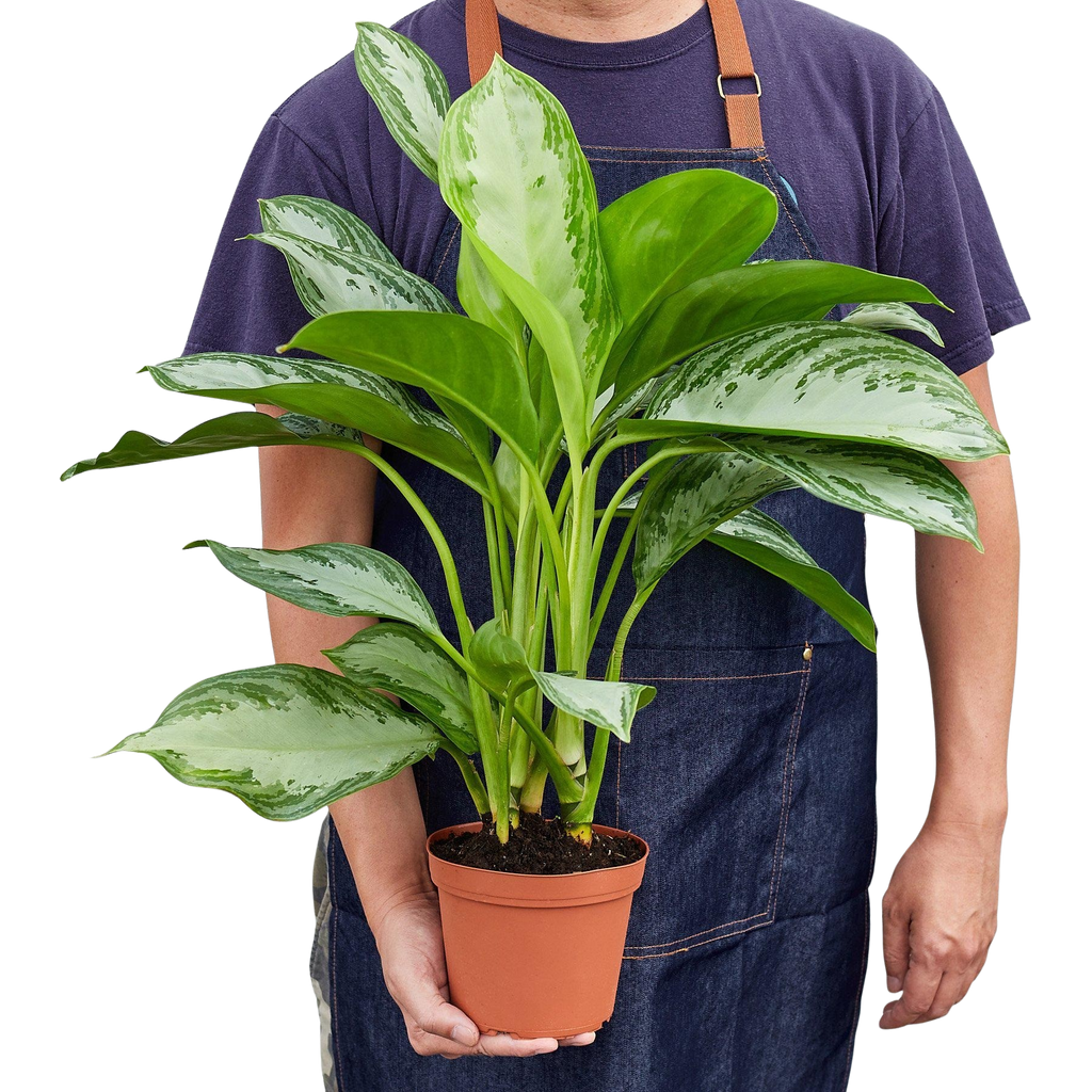 Chinese Evergreen 'Silver Bay'