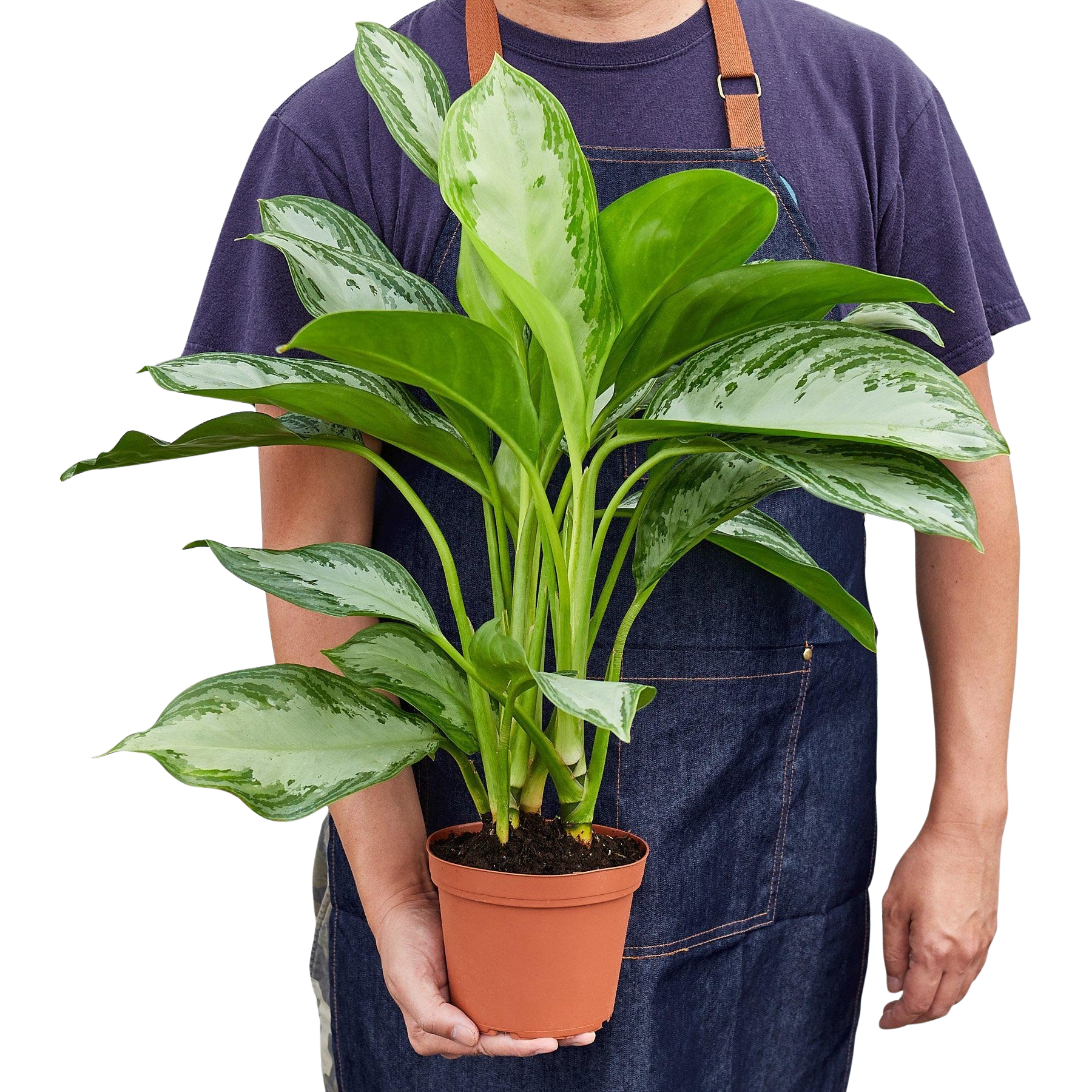 Chinese Evergreen 'Silver Bay'