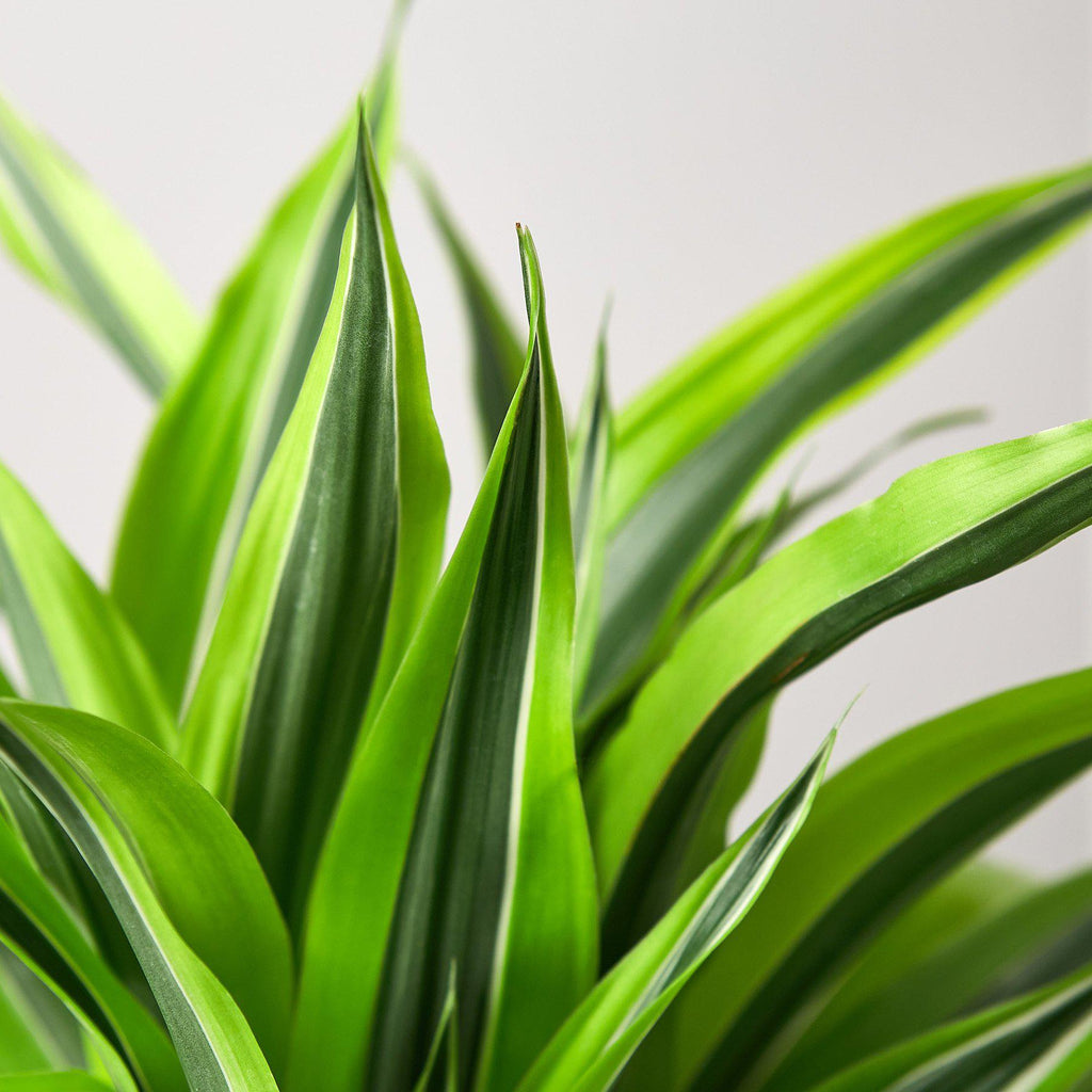 Dracaena Deremensis 'Lemon Surprise' - House Plant Shop