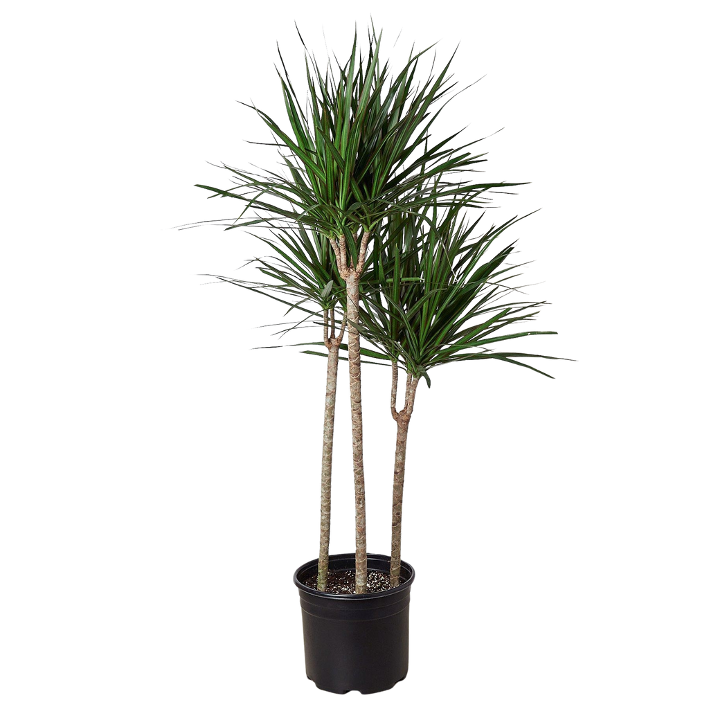 Dracaena 'Marginata Cane'