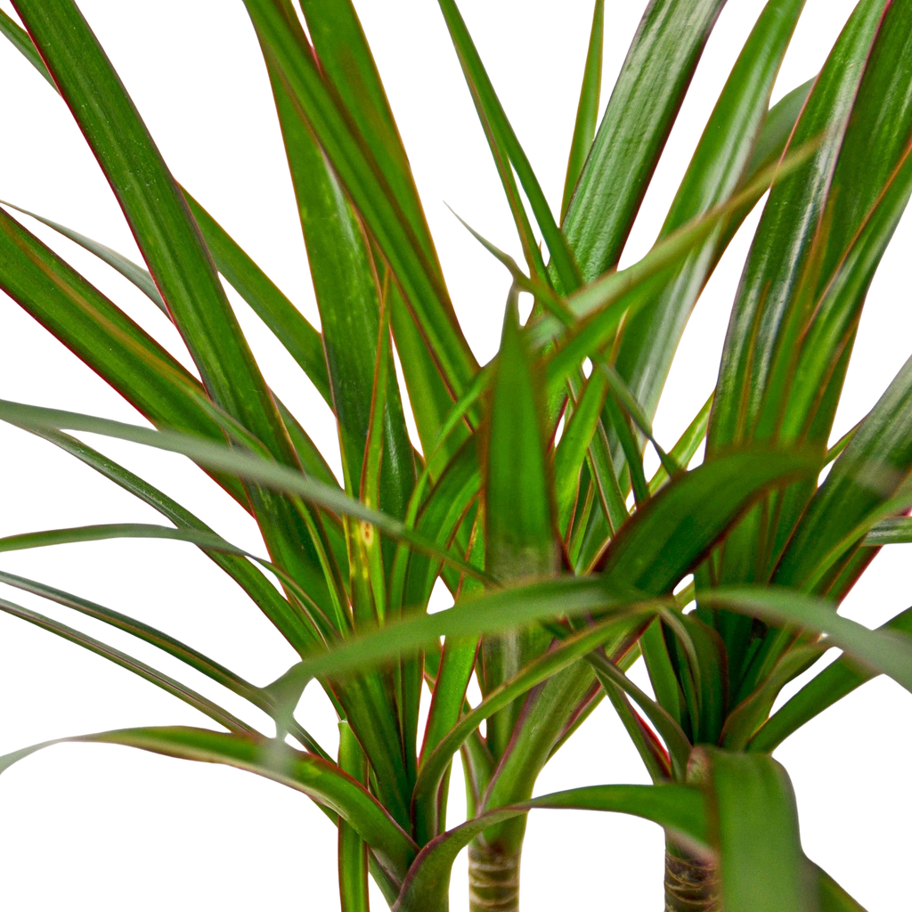 Dracaena 'Marginata Cane'