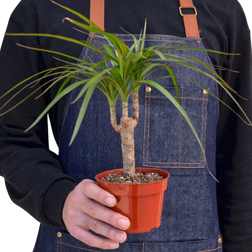 Dracaena 'Marginata Cane'