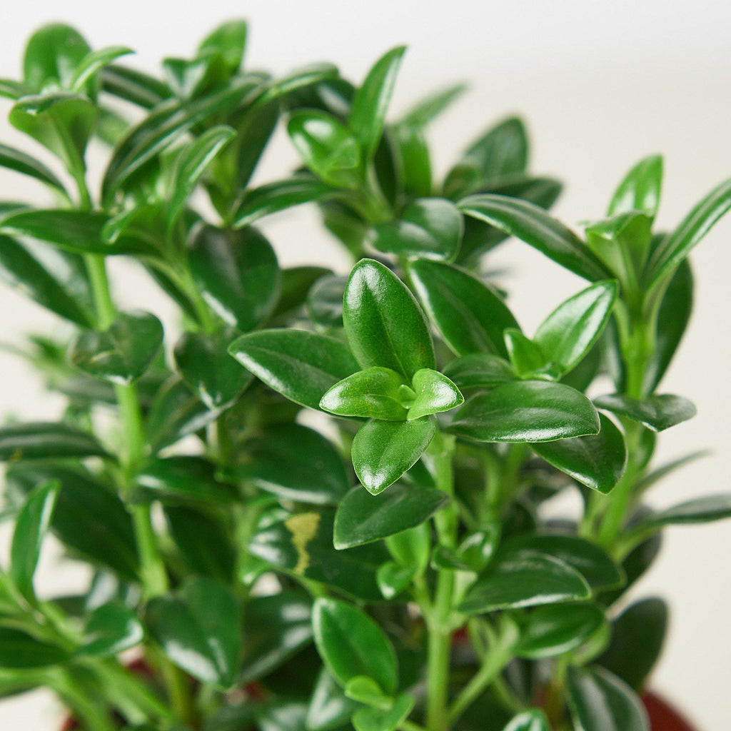 Nemetanthus Candy Corn Plant 'Brazilian Firecracker' - House Plant Shop