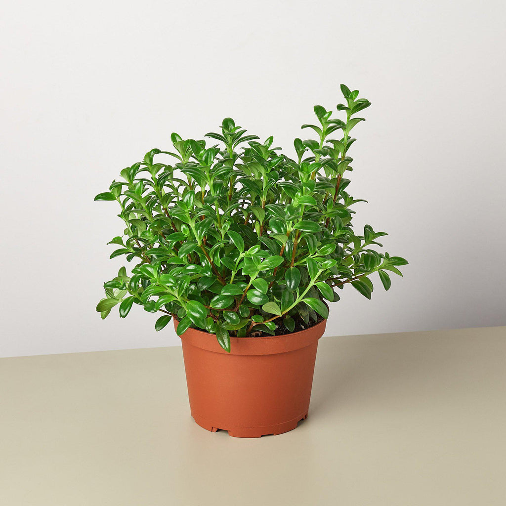 Nemetanthus Candy Corn Plant 'Brazilian Firecracker' - House Plant Shop