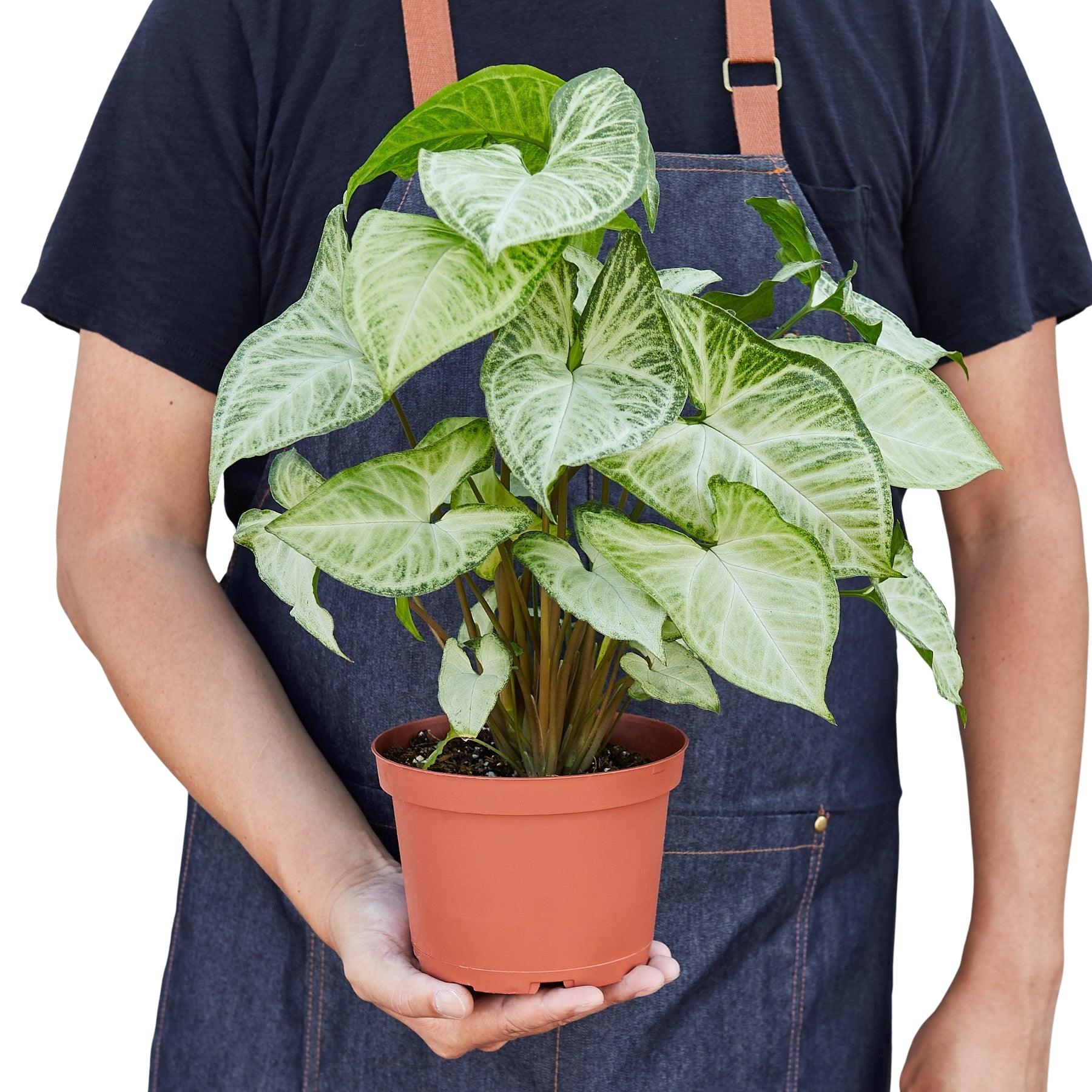 Syngonium 'White Butterfly'