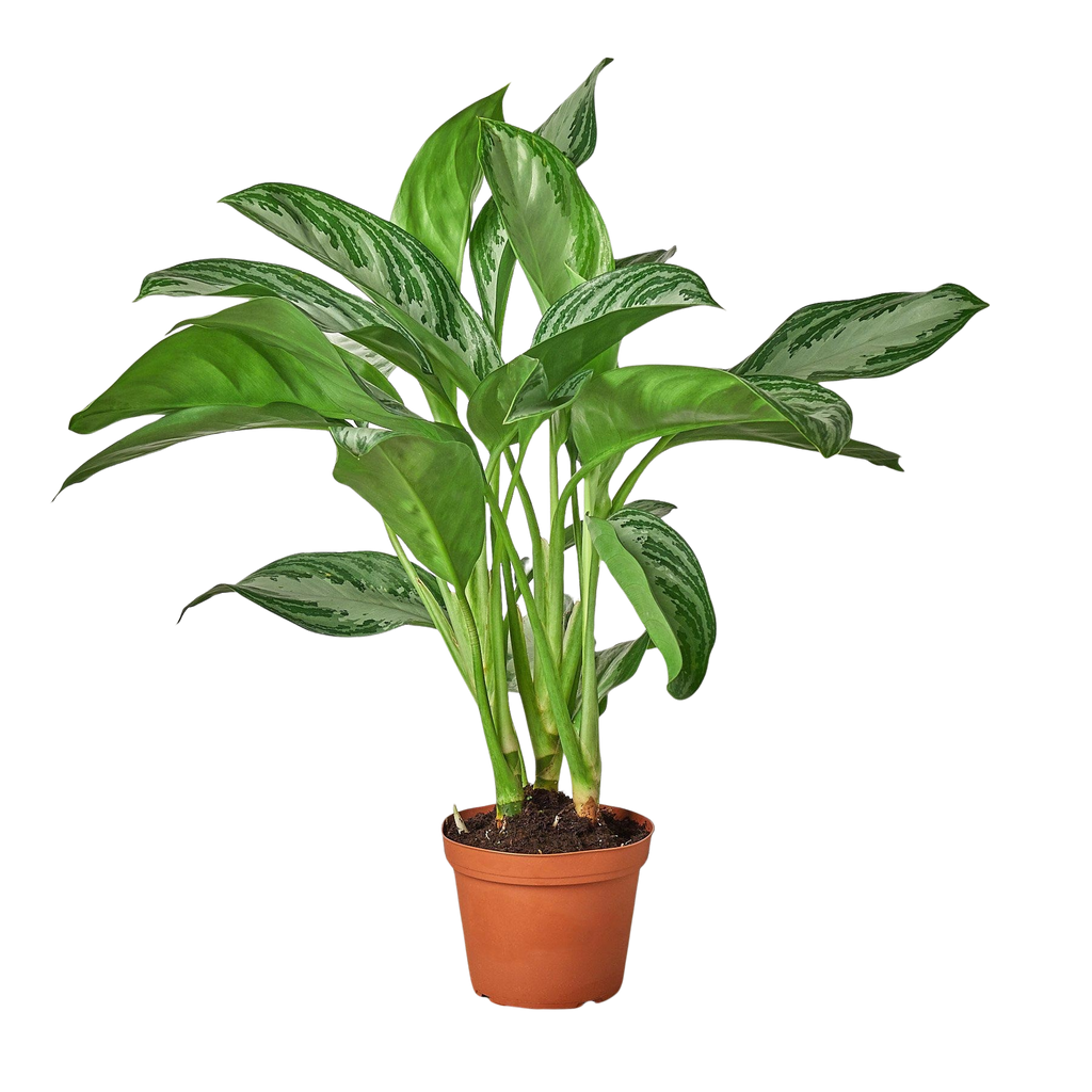 Chinese Evergreen 'Silver Bay'