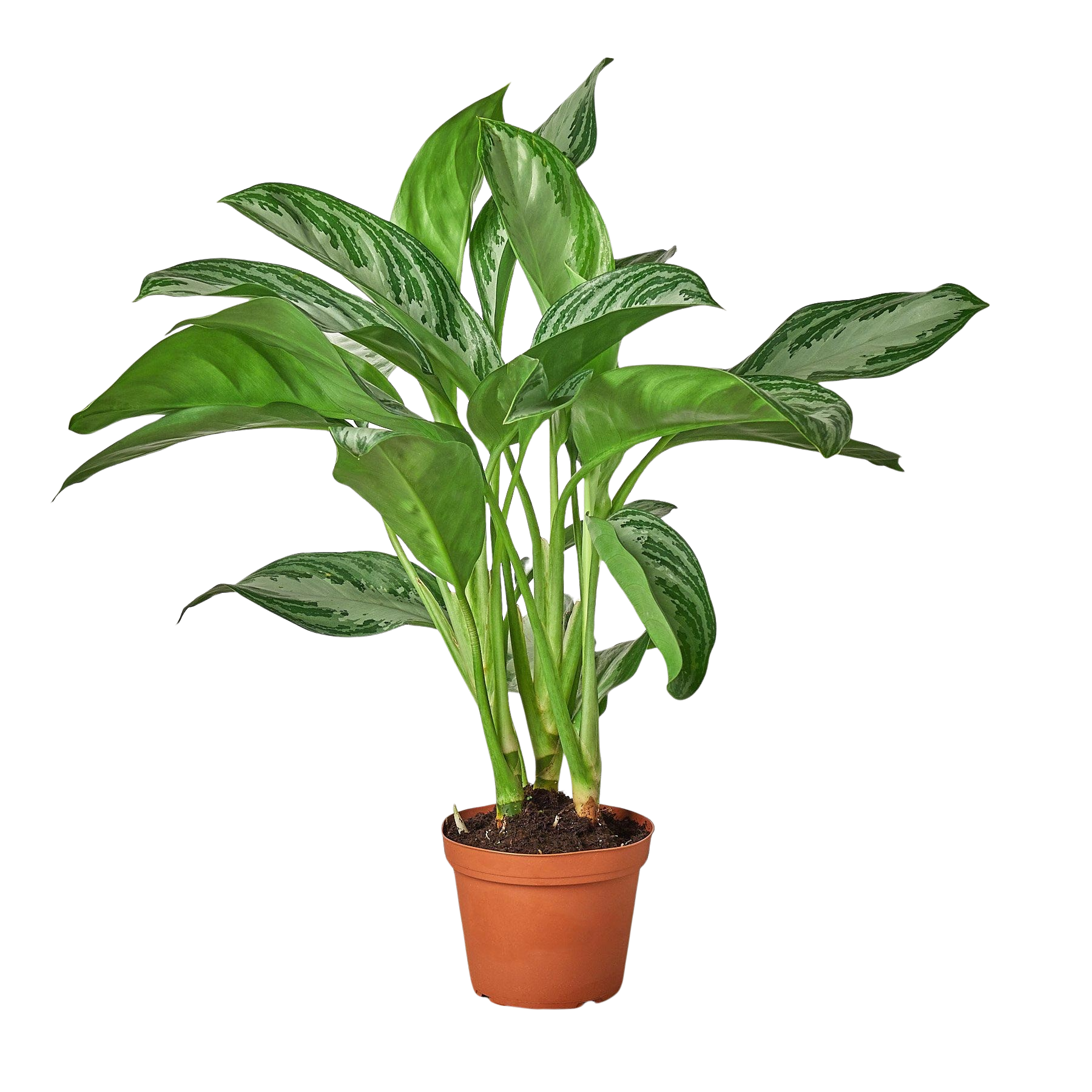 Chinese Evergreen 'Silver Bay'