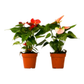 2 Anthurium Variety Pack - 4" Pots