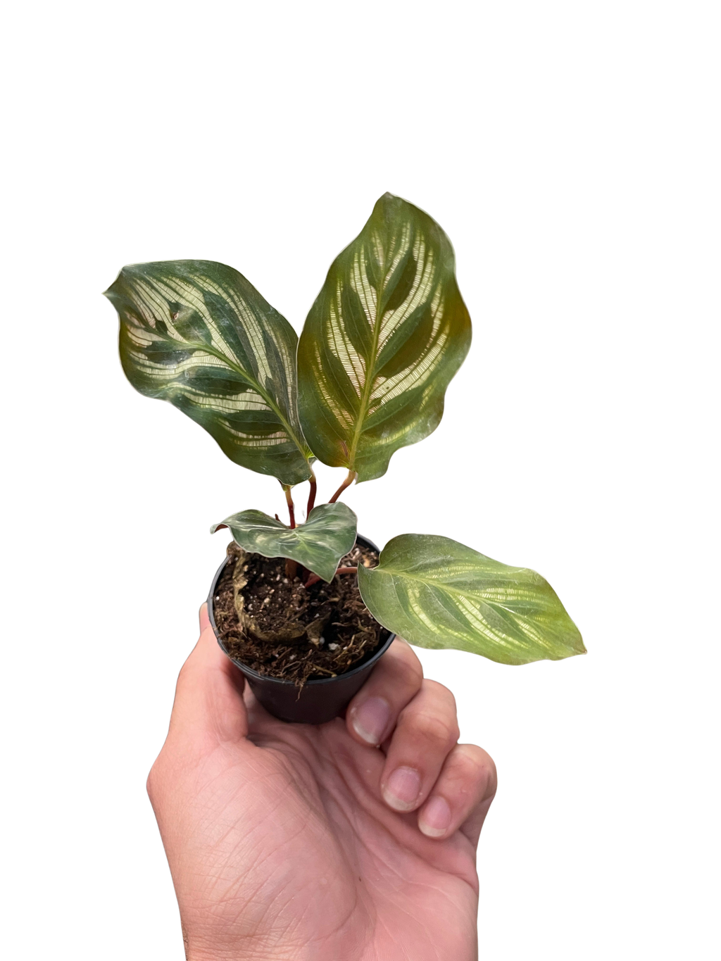 Calathea 'Makoyana'