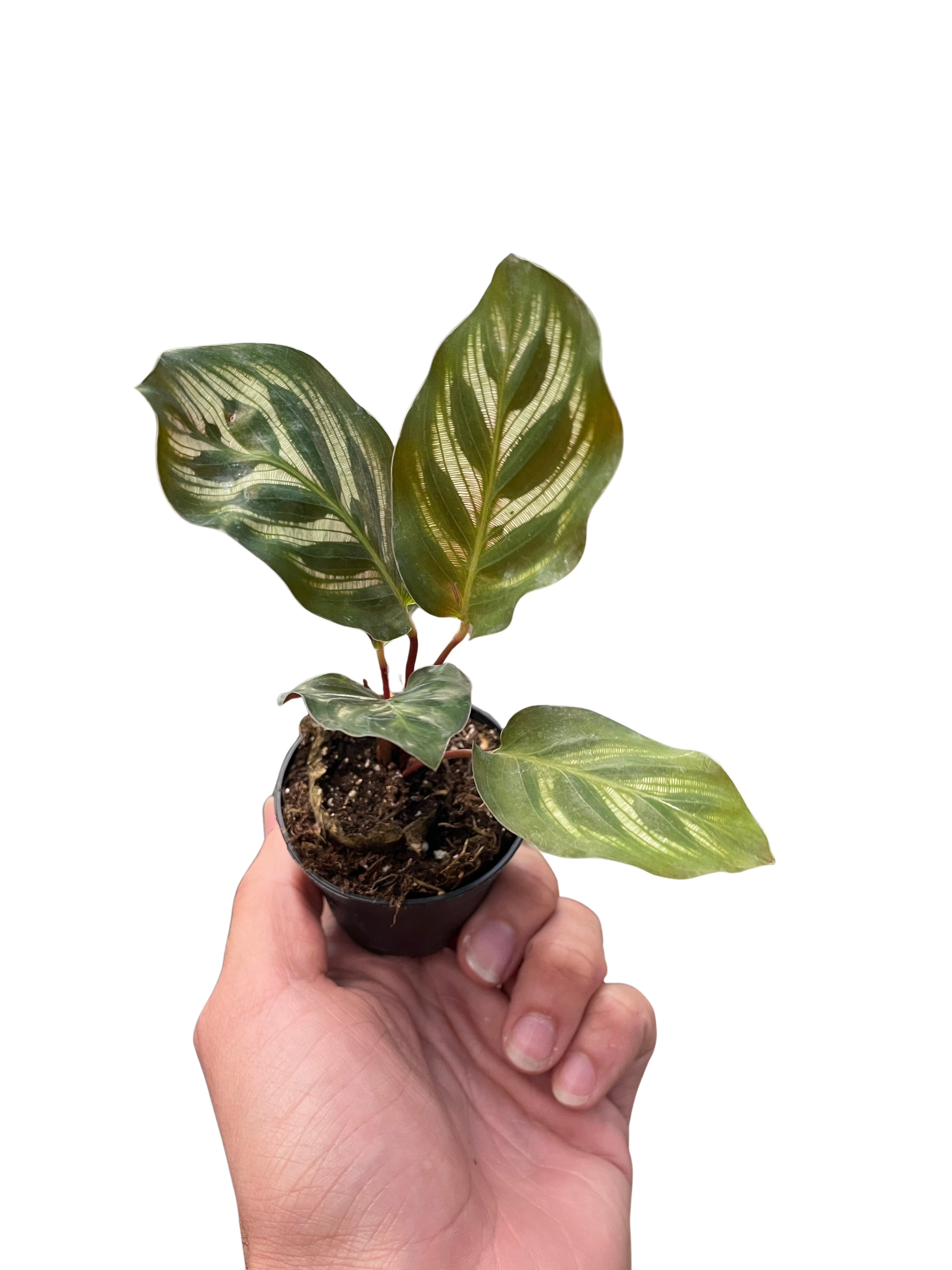 Calathea 'Makoyana'