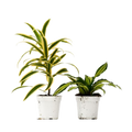 2 Dracaena Variety Pack - 4" Pot