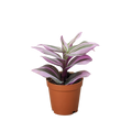 Tradescantia 'Nanouk'
