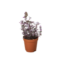 Tradescantia Callisia 'Pink Panther'