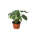 Syngonium wendlandii 'Black Velvet'