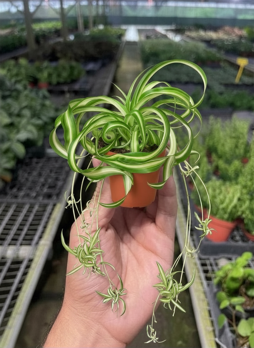 Spider Plant 'Bonnie'