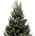 3'-4' Fraser Fir Christmas Tree with Stand