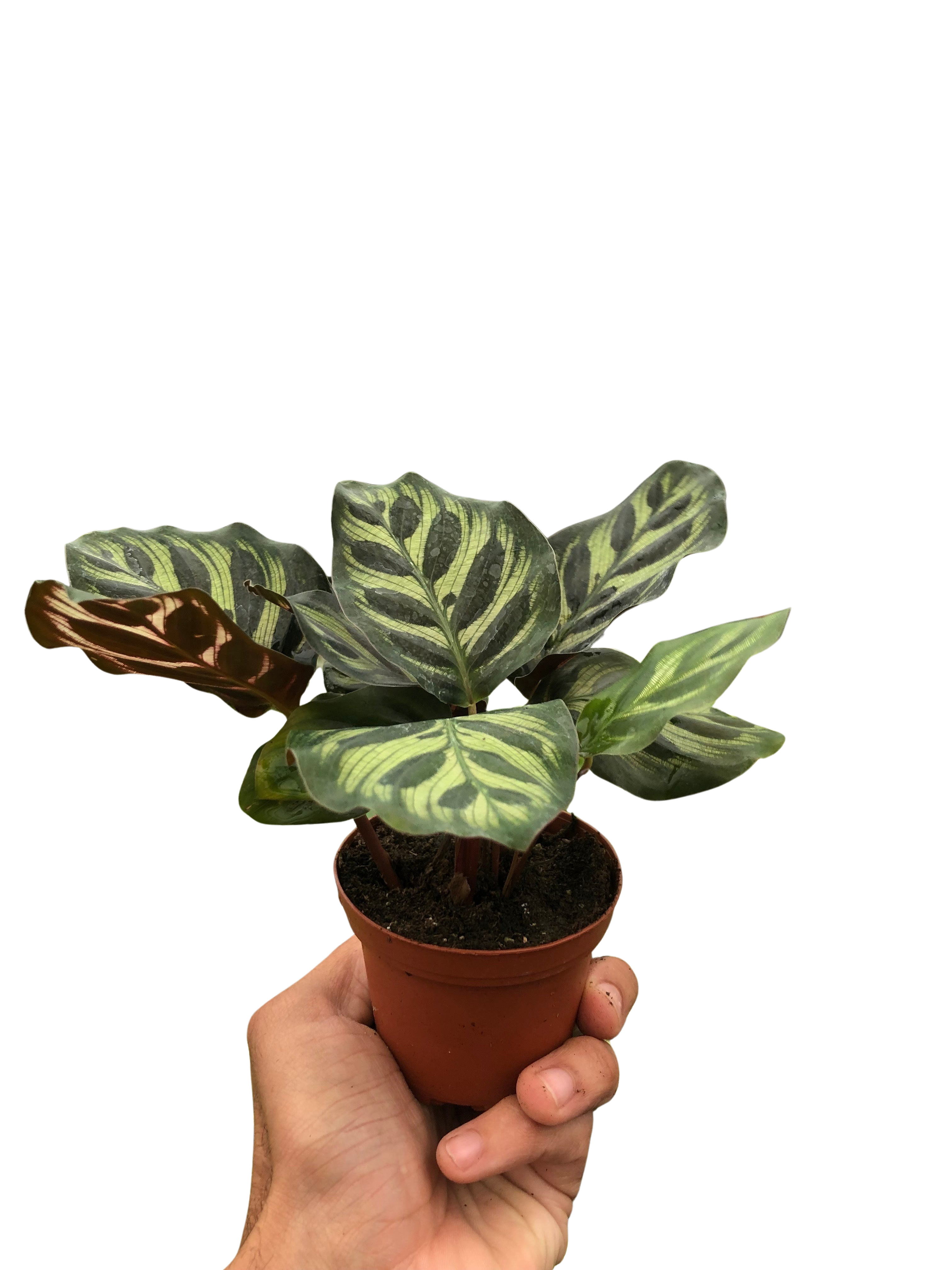 Calathea 'Makoyana'