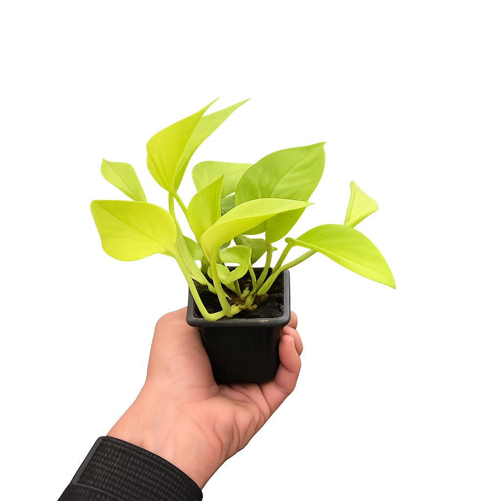 Pothos 'Neon'