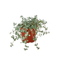 Nettle 'Silver Sparkle' - 4" Pot - NURSERY POT ONLY