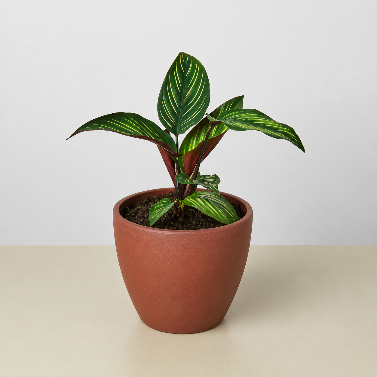 Calathea 'Beauty Star'