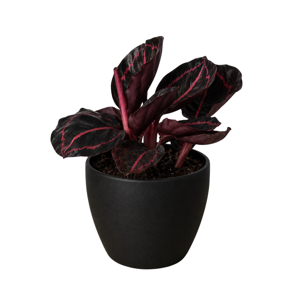 Calathea 'Dottie'
