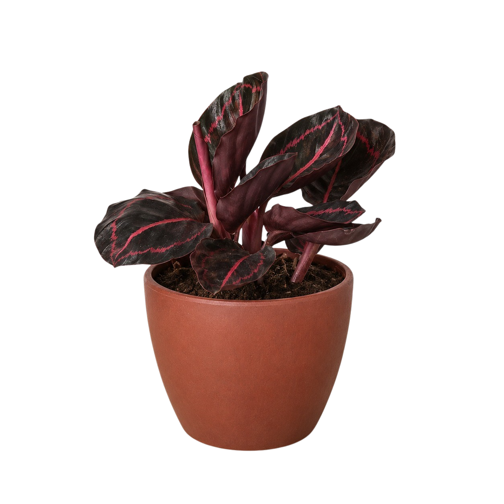 Calathea 'Dottie'