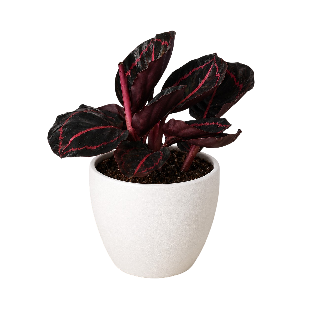 Calathea 'Dottie'