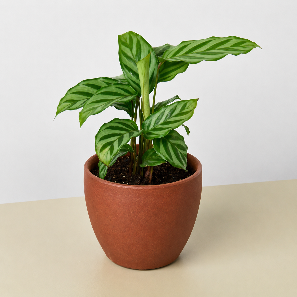Calathea Concinna 'Freddie'