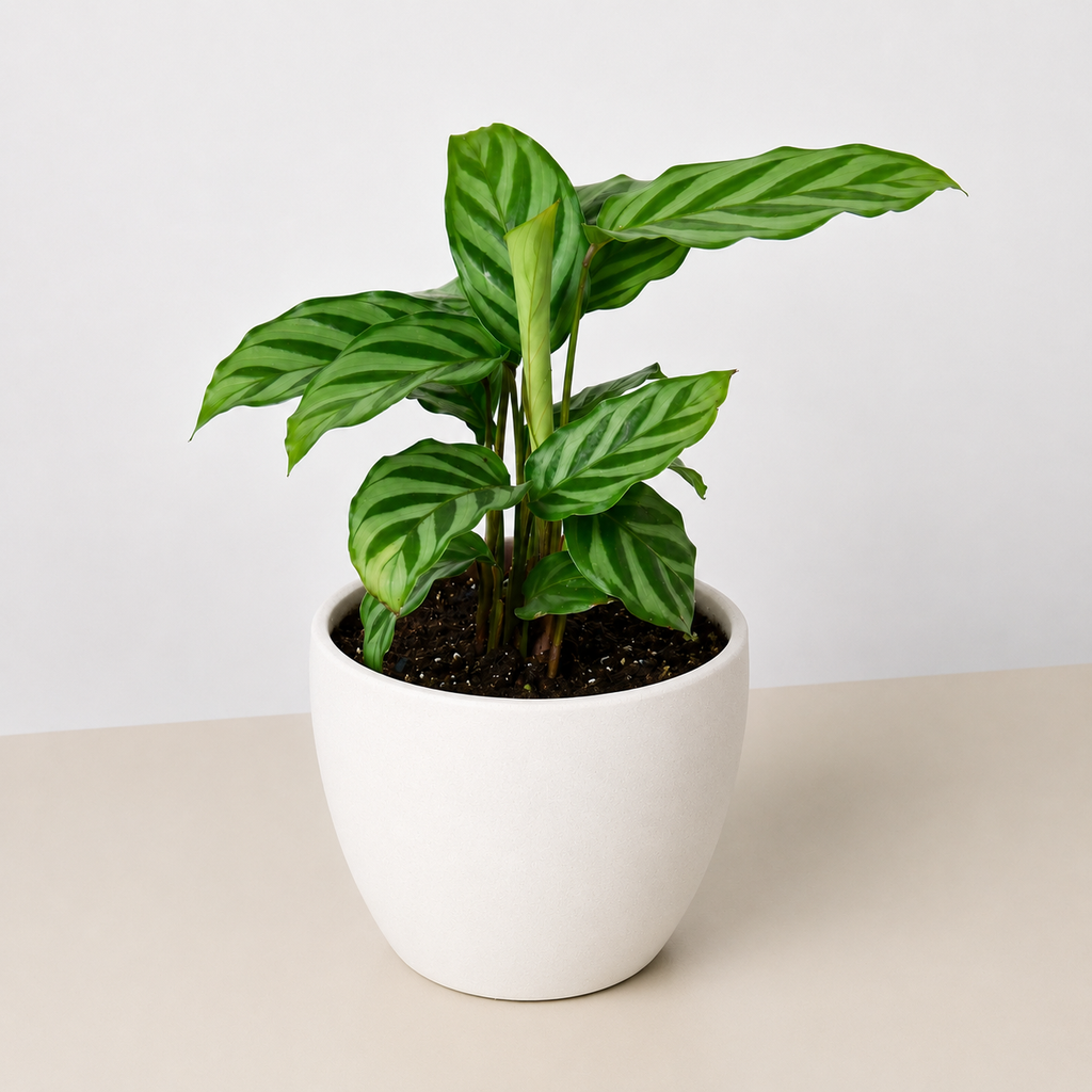 Calathea Concinna 'Freddie'