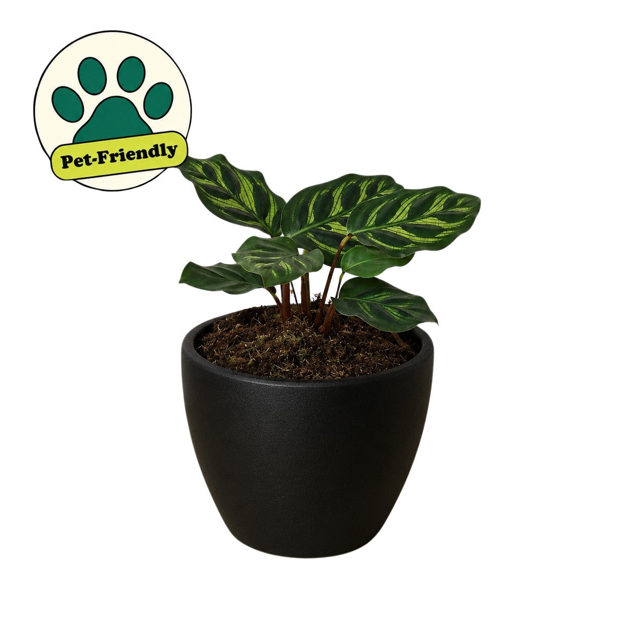 Calathea 'Makoyana'