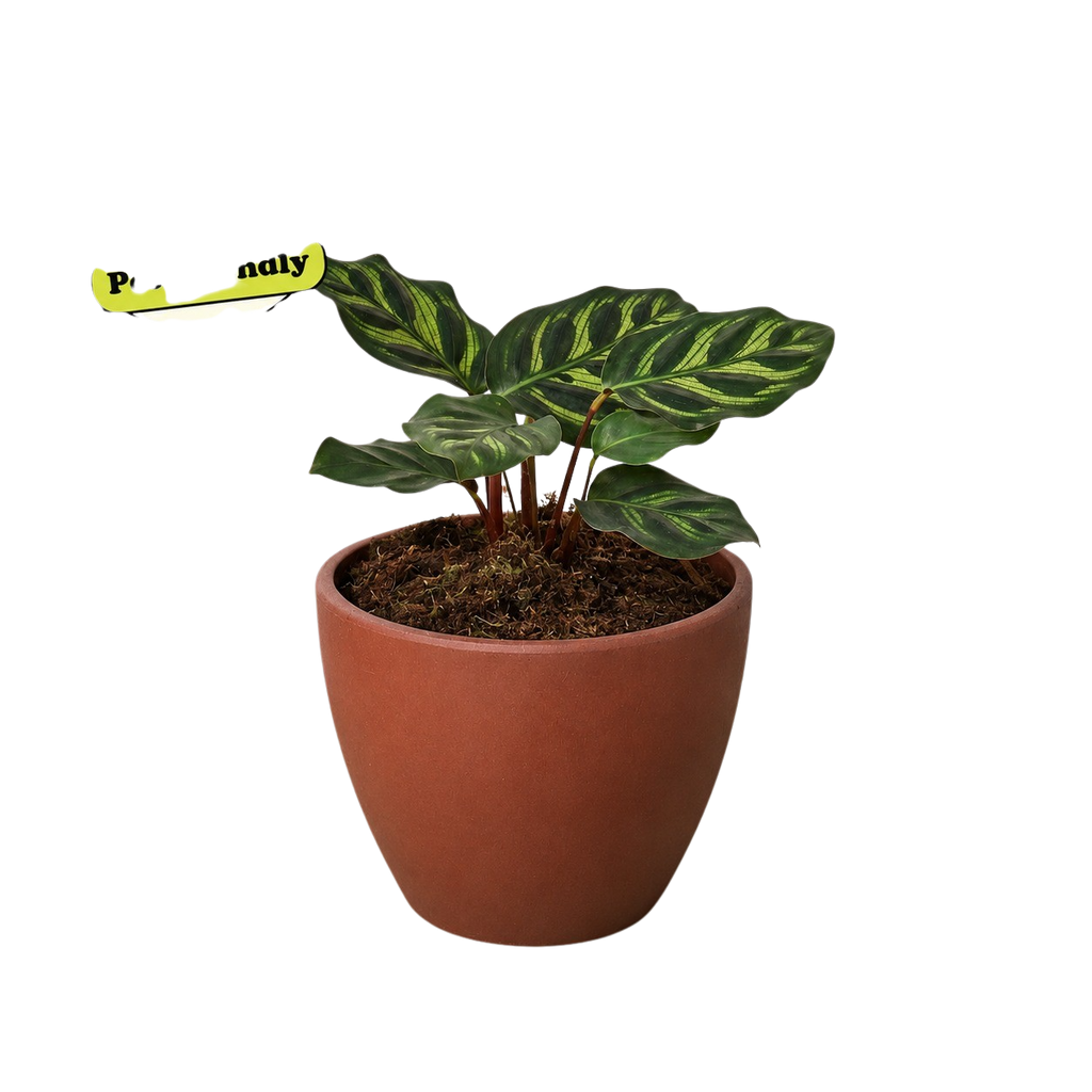 Calathea 'Makoyana'