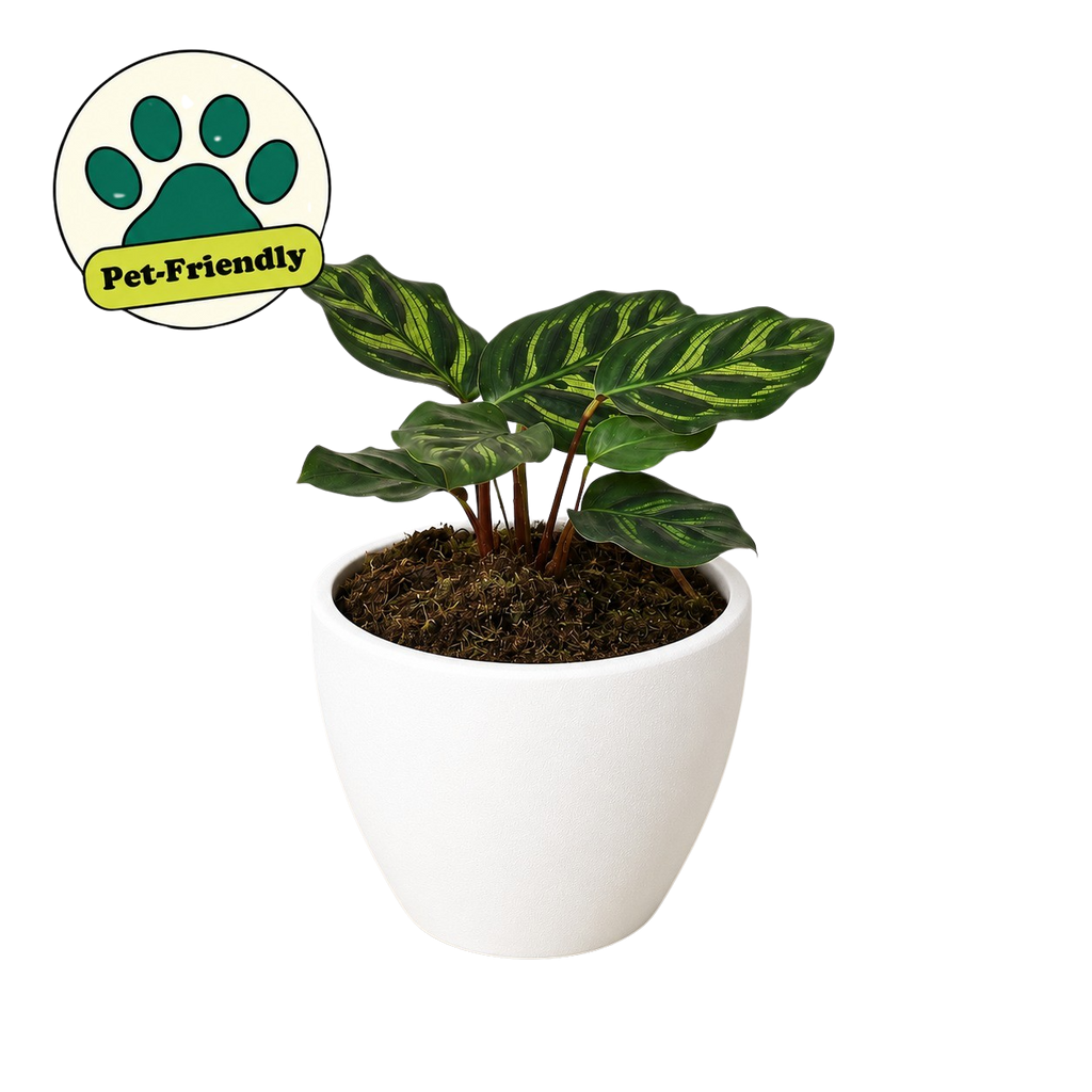 Calathea 'Makoyana'