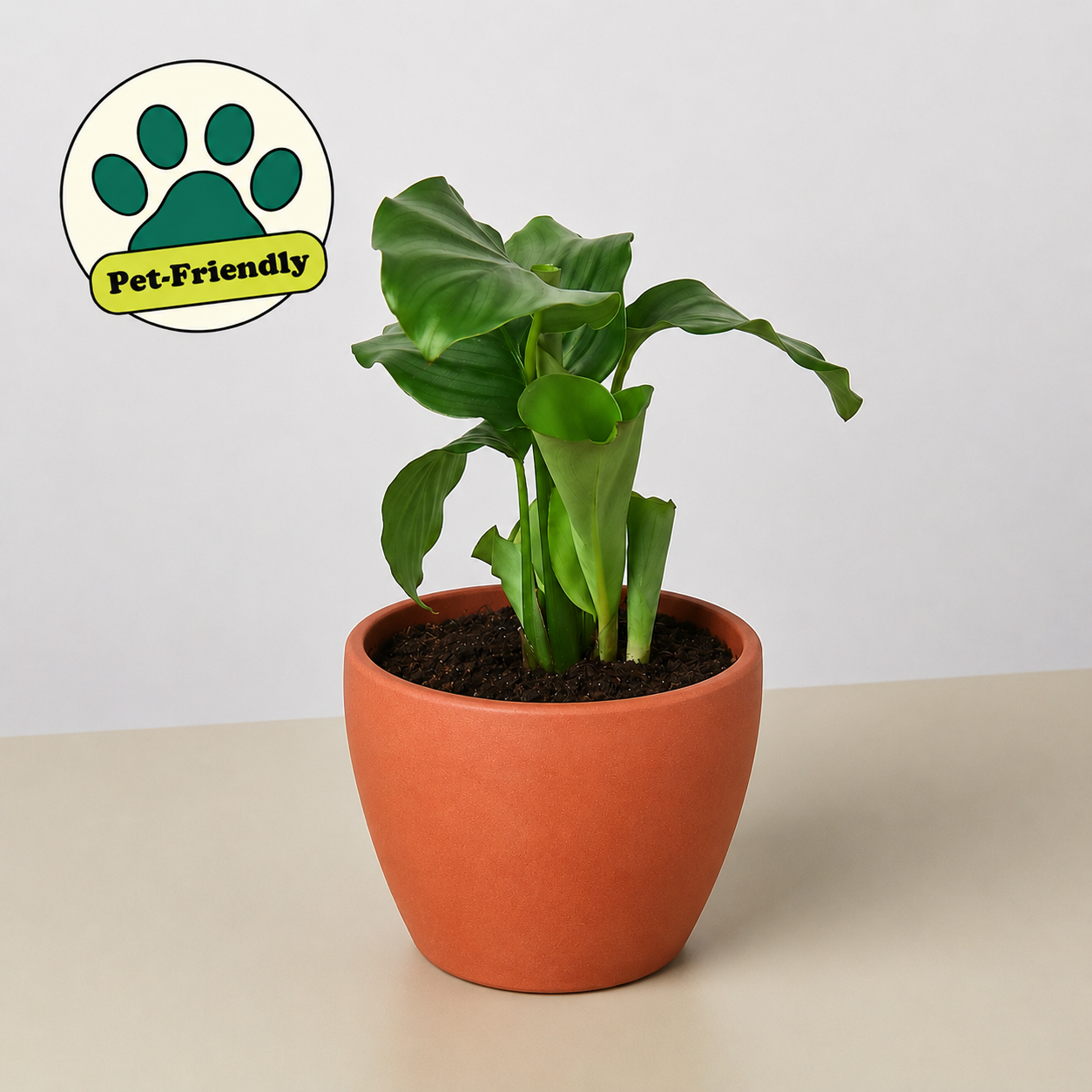 Calathea 'Orbifolia'
