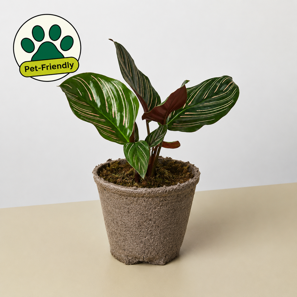 Calathea 'Ornata'