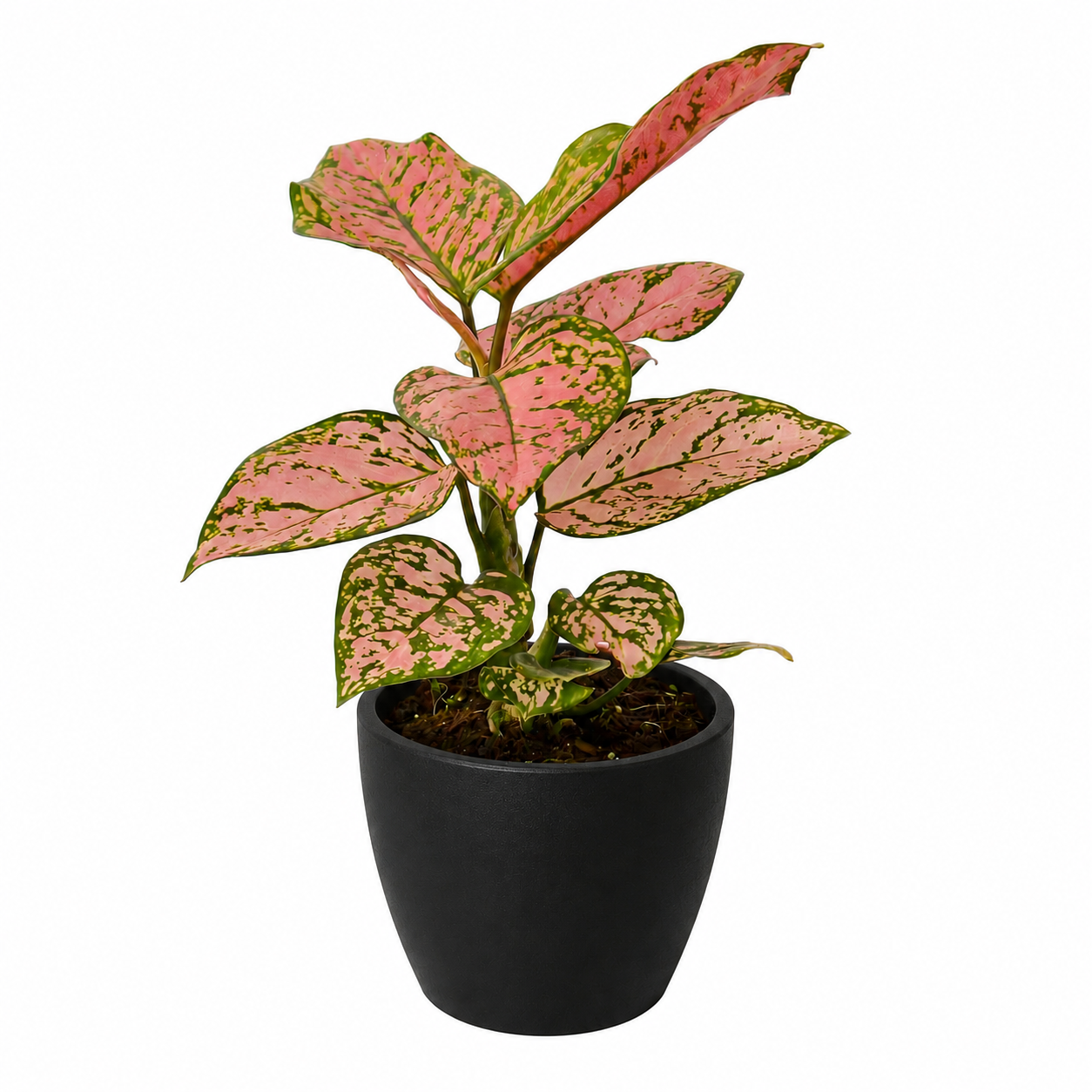 Chinese Evergreen 'Lady Valentine'