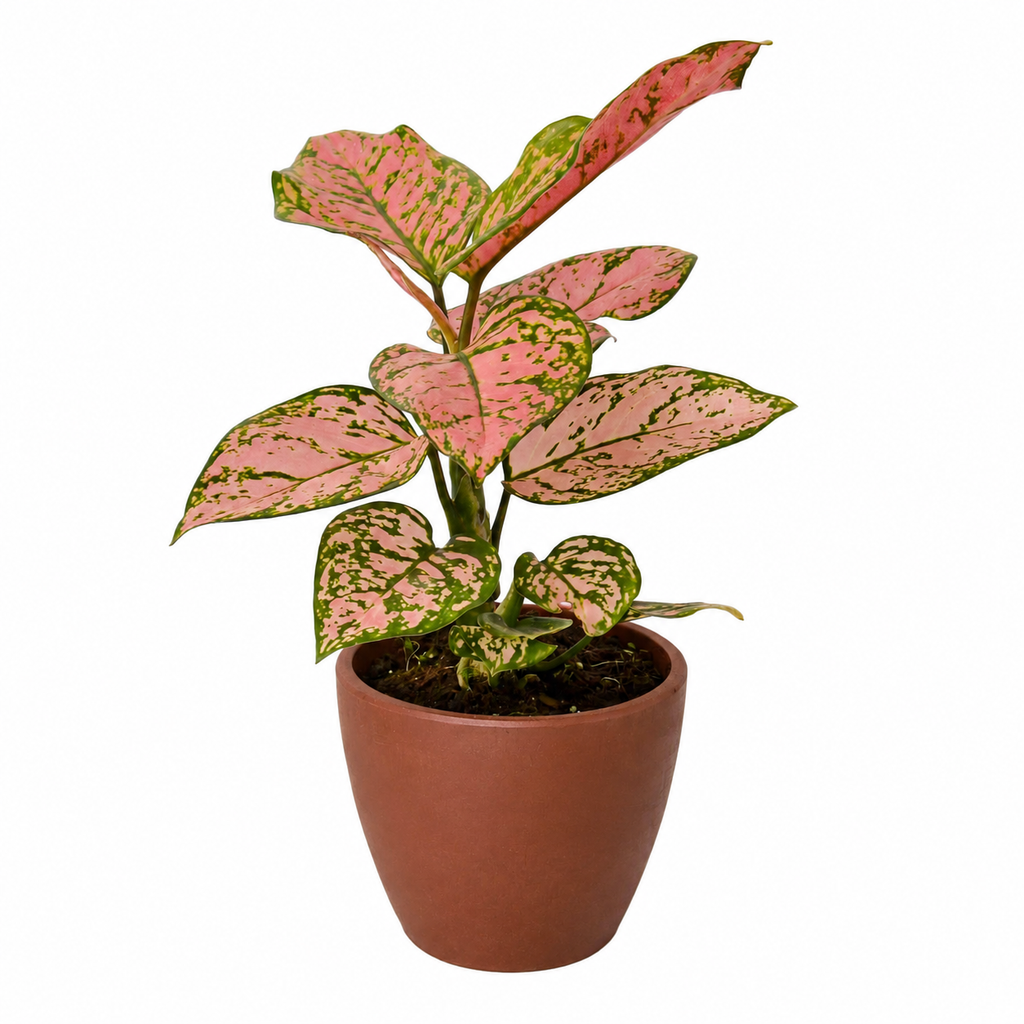 Chinese Evergreen 'Lady Valentine'