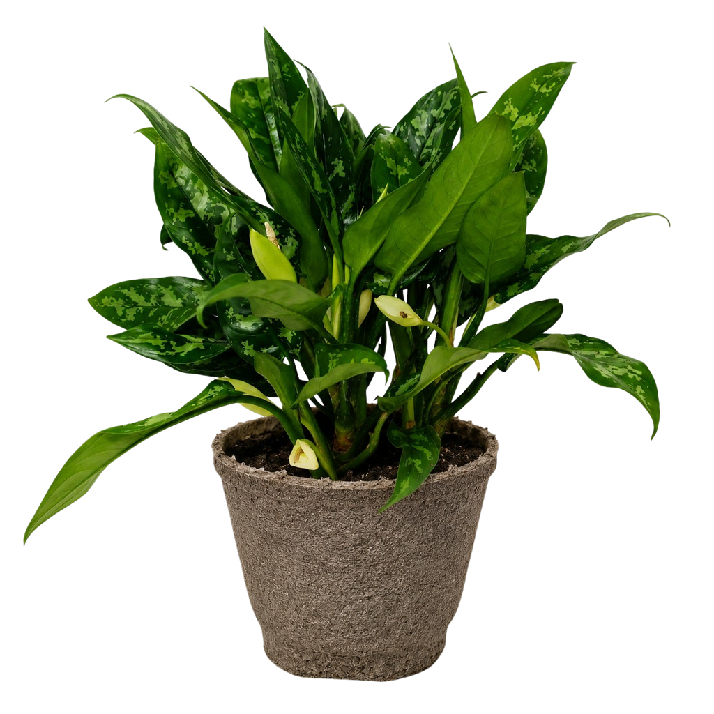 Chinese Evergreen 'Maria'
