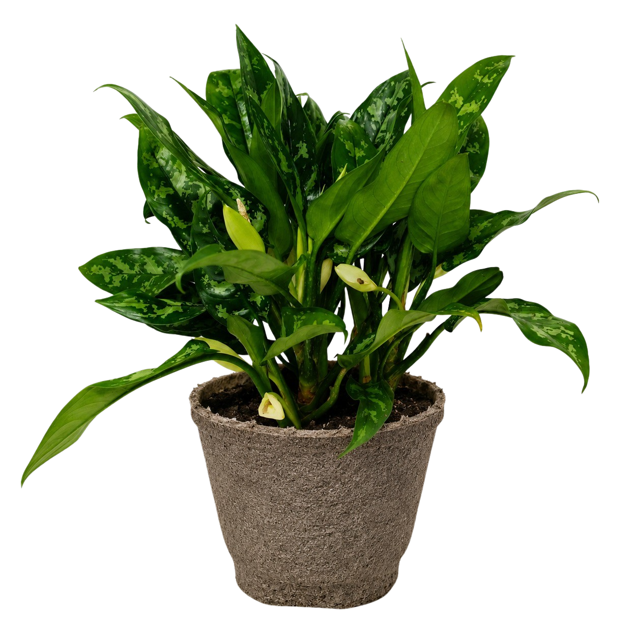 Chinese Evergreen 'Maria'