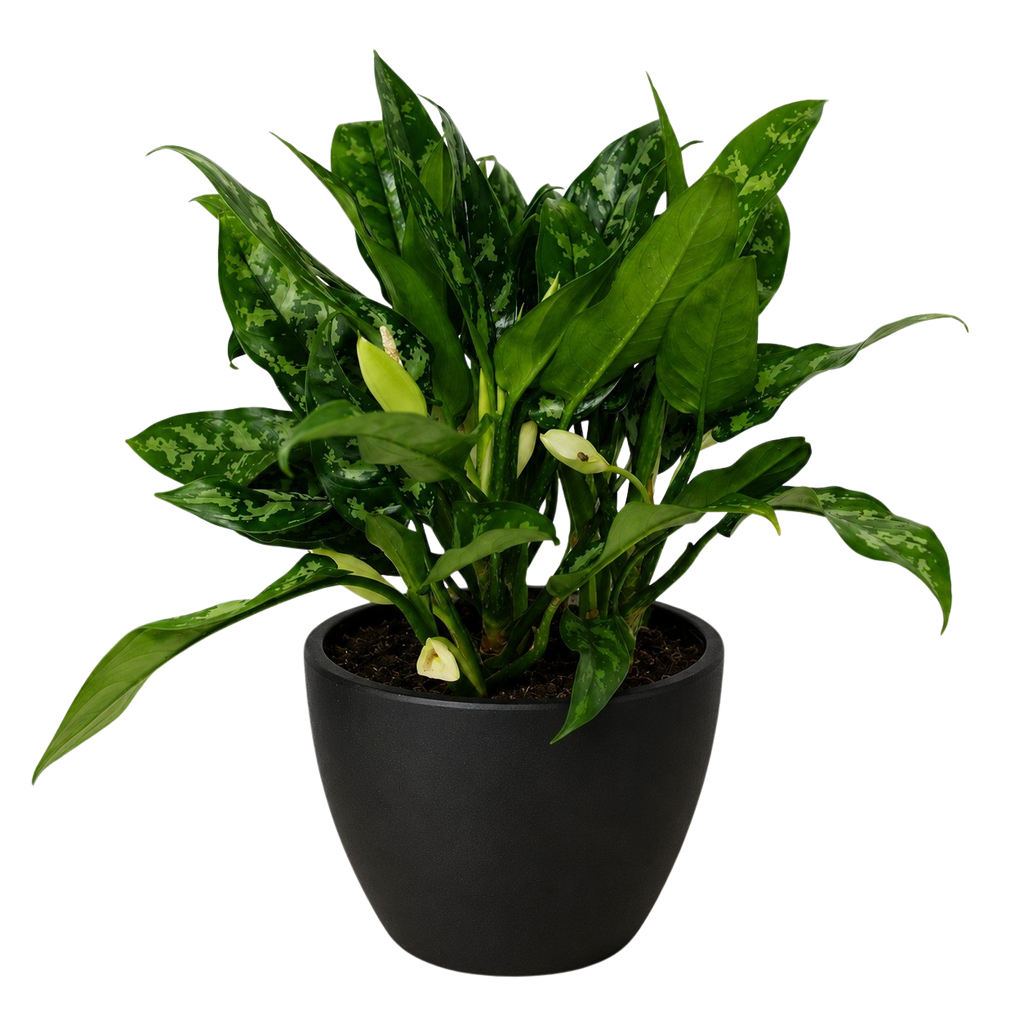Chinese Evergreen 'Maria'