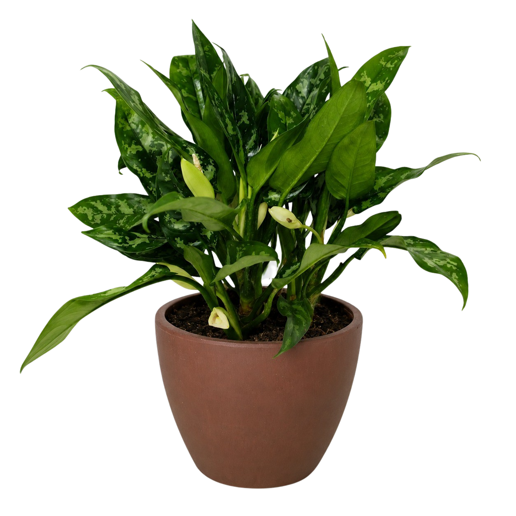 Chinese Evergreen 'Maria'
