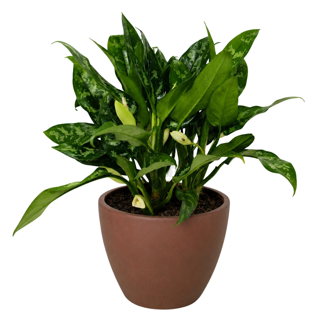 Chinese Evergreen 'Maria'