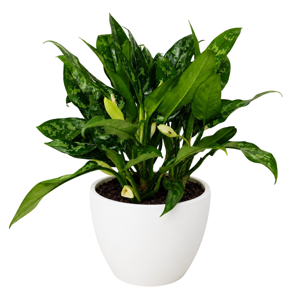 Chinese Evergreen 'Maria'