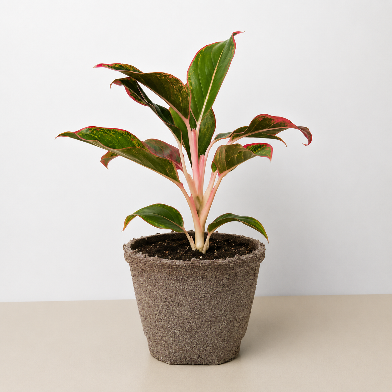 Chinese Evergreen 'Red Siam'