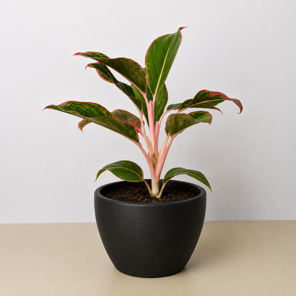 Chinese Evergreen 'Red Siam'