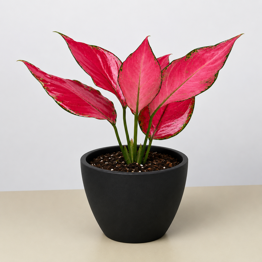 Chinese Evergreen 'Ruby Garuda'