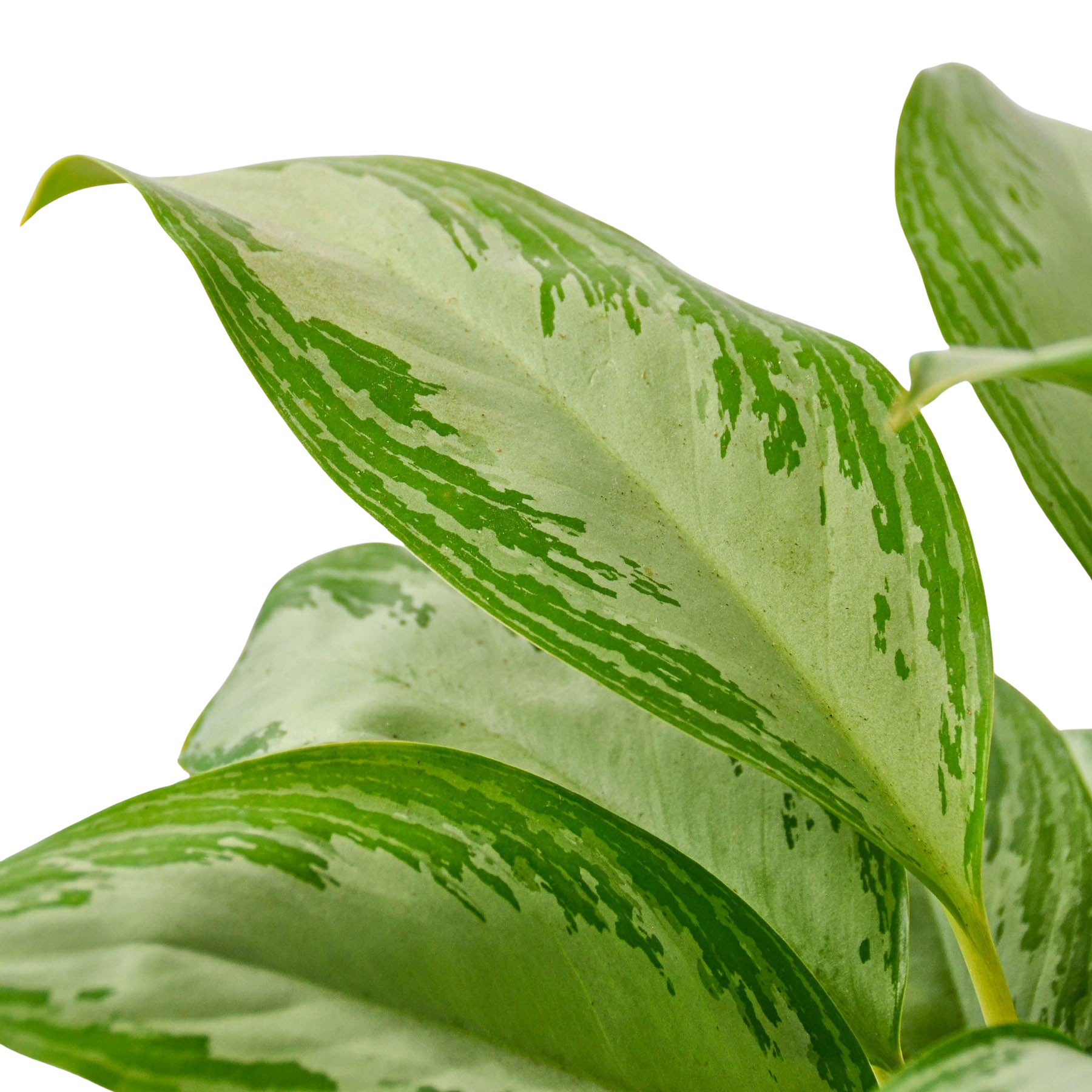 Chinese Evergreen 'Silver Bay'
