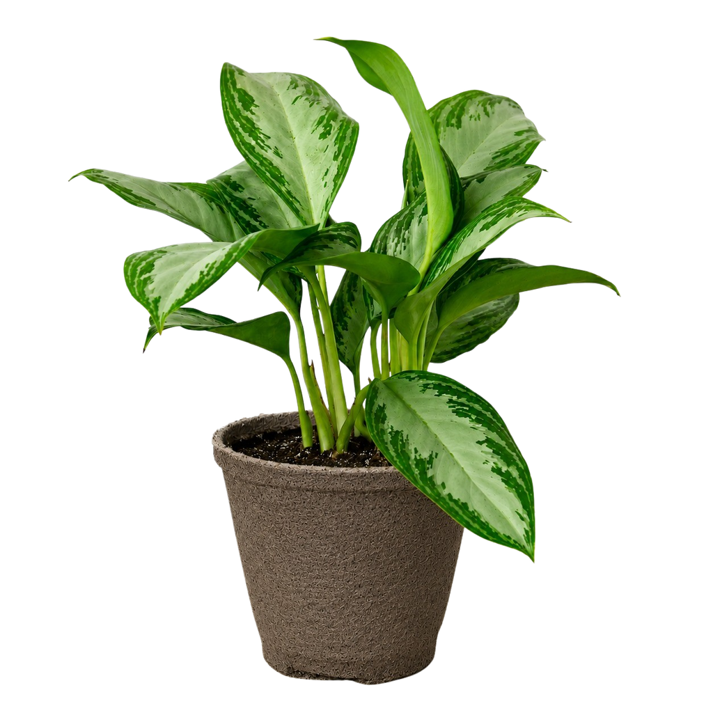 Chinese Evergreen 'Silver Bay'